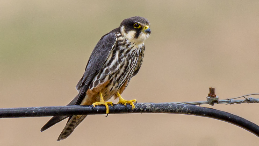 Eurasian Hobby